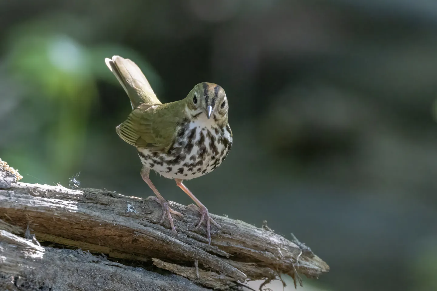 Paruline couronnée