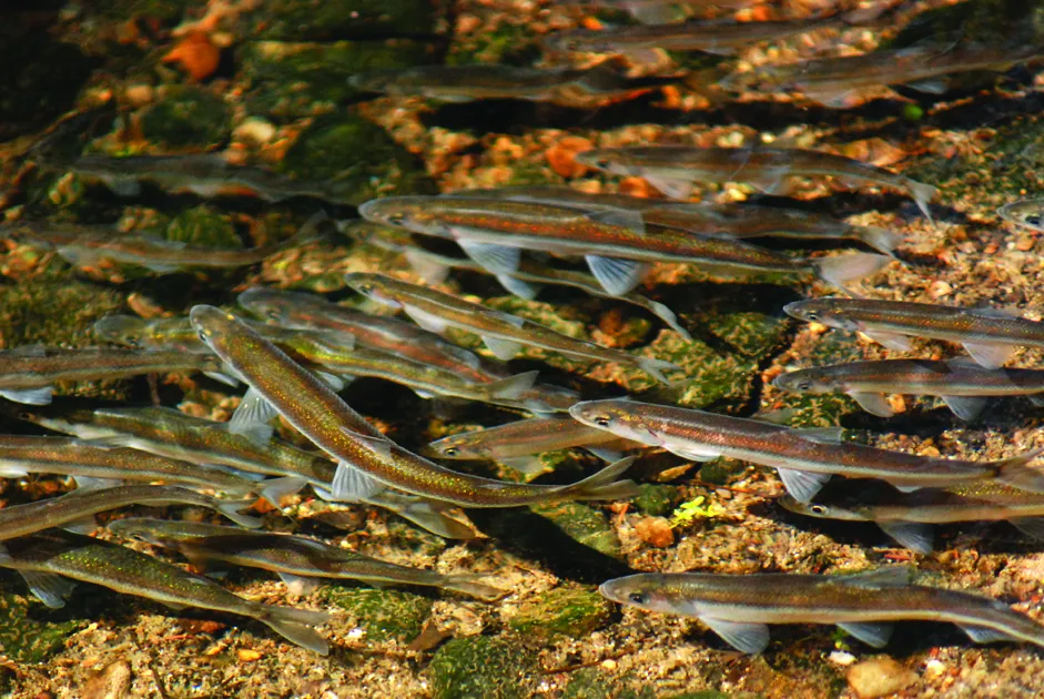 A Home for a Rare Fish: Lake Utopia Dwarf Smelt Spawning Streams (New Brunswick)